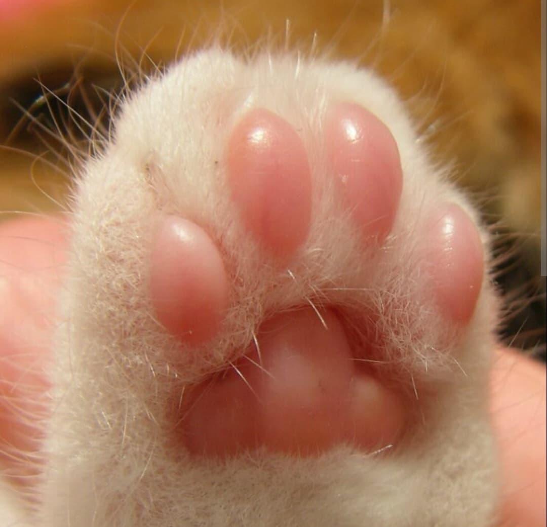 Kittytoe101