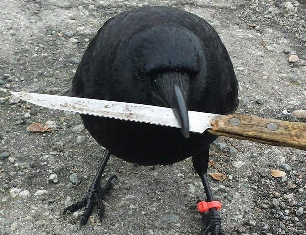 careful_crow (code:MOMO)